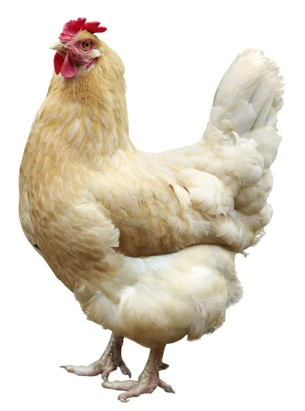 Poule isolée sur blanc, plan studio . — Photo