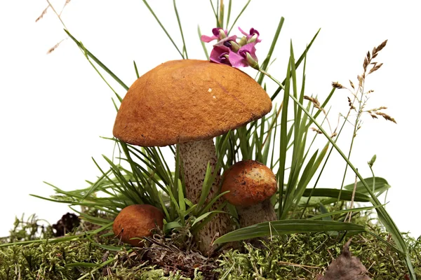 Three orange-cap boletus . Forest mushrooms, moss and grass isolated on a white background. — Stock Photo, Image