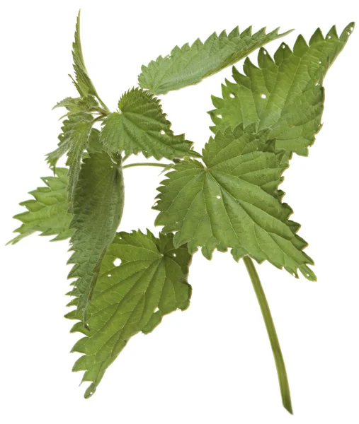 Branch nettle isolated on white background — Stock Photo, Image