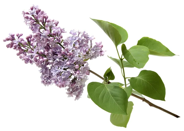 Branch of a lilac isolated on white background — Stock Photo, Image