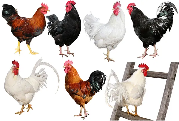 Uppsättning av kyckling isolerad på vit. — Stockfoto