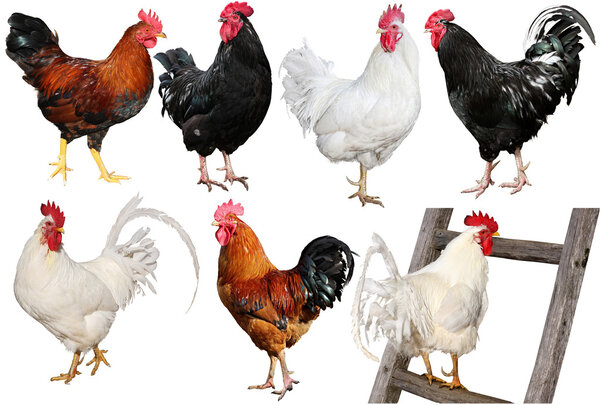 Set of chicken isolated on white.