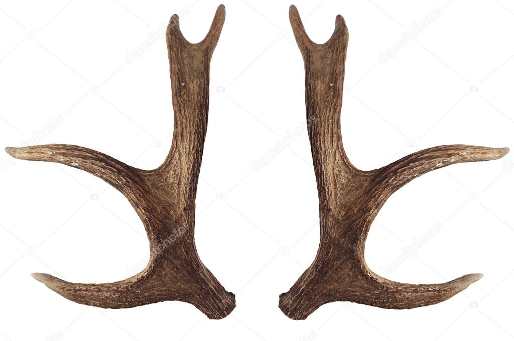 Elk horns isolated on a white background. Elk antlers four years.