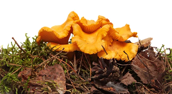 Chanterelle mushrooms. Yellow mushrooms in moss. Isolated on white background. (Cantharellus cibarius) — Stock Photo, Image
