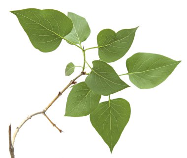 Beyaz bir arka plan üzerinde izole yeşil yaprakları ile şube.