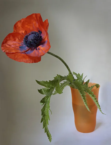 Single red poppy flower — Stock Photo, Image
