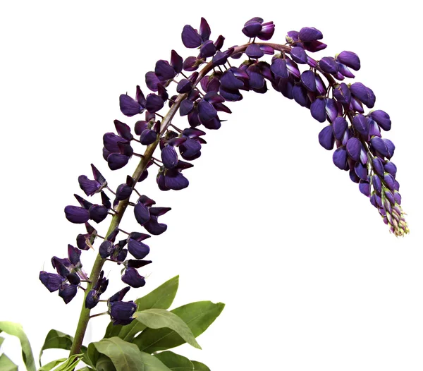 Gren blomstra av lupine isolerad på en vit bakgrund — Stockfoto