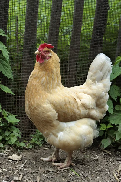 Farbenfrohe Hühner — Stockfoto