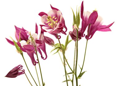 Columbine. Çiçekler beyaz zemin üzerine izole çan.