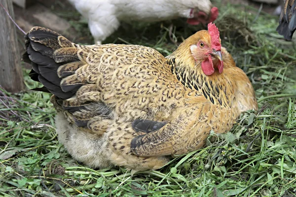 Pollo Ryaba. gallina che incubano le uova . — Foto Stock