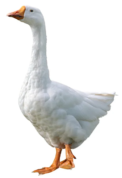 Domestic goose isolated on white background — Stock Photo, Image