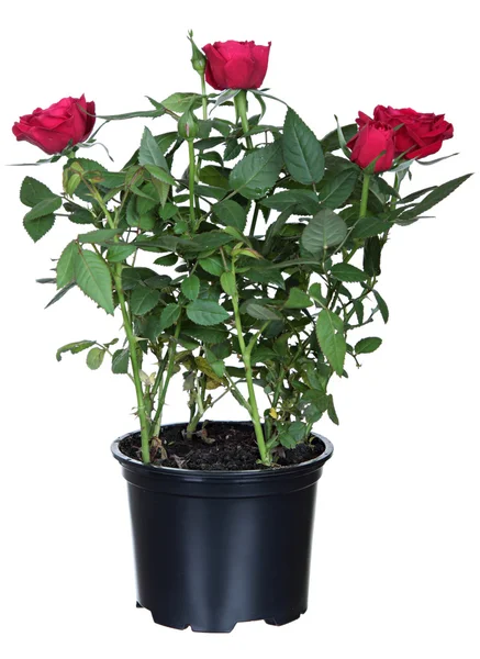 Red roses in a flower-pot — Stock Photo, Image