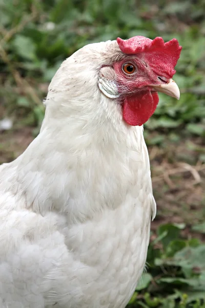 Closeup de galinhas no quintal (Gallus gallus domesticus ) — Fotografia de Stock