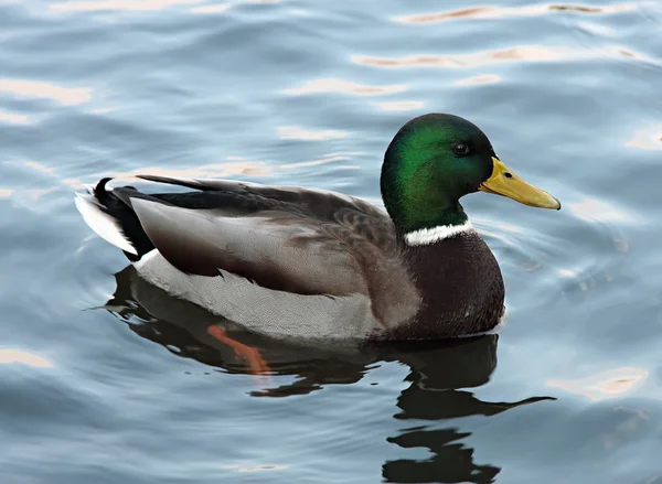 Mallard Duck en el agua. (Anas platyrhynchos) relajarse en el estanque —  Fotos de Stock
