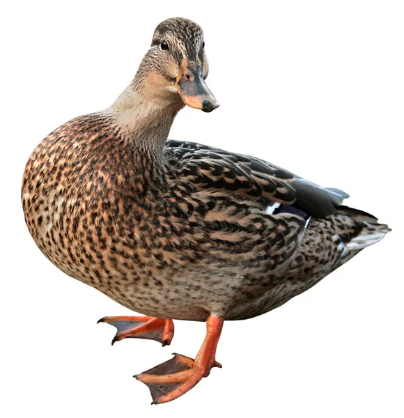 Female Mallard with clipping path — Stock Photo, Image