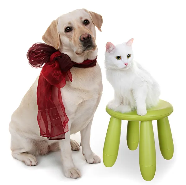 Белая ангорская кошка и собака породы лабрадор ретривер . — стоковое фото
