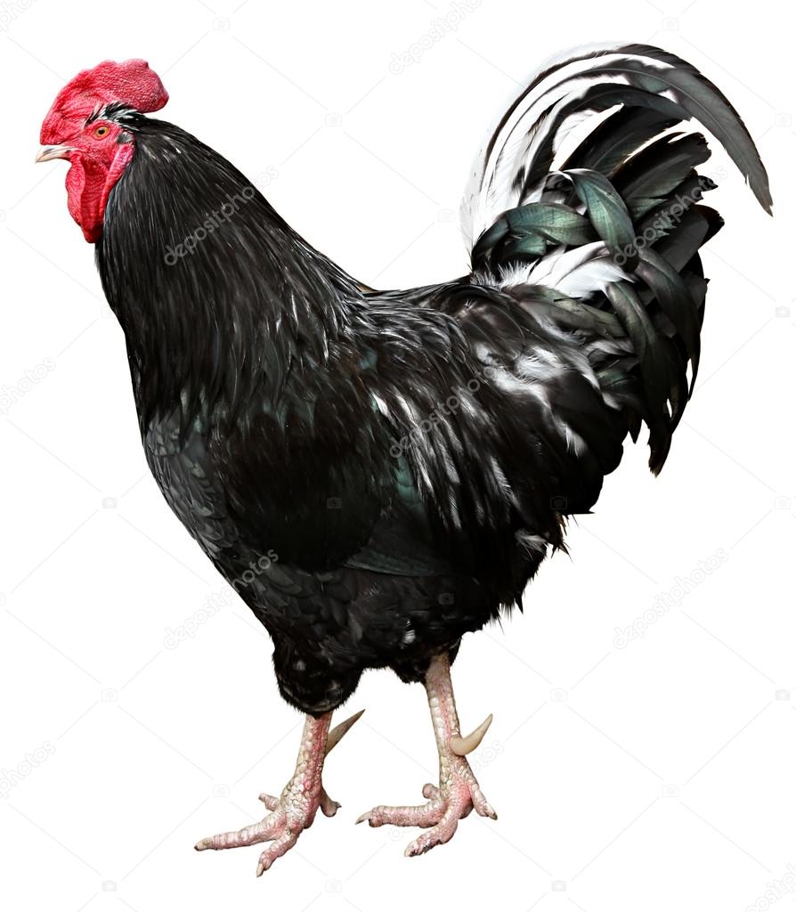 Black Rooster Isolated On a White background