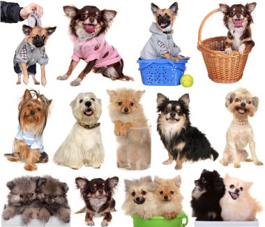 Beyaz arka plan üzerinde izole köpekleri.