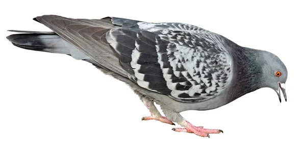 Pomba cinzenta isolada num fundo branco. pombo — Fotografia de Stock