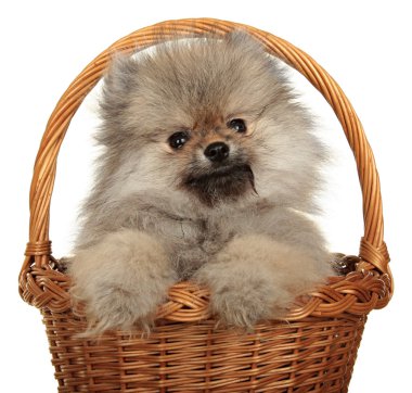 küçük bir köpek. beyaz zemin üzerinde fotoğraf stüdyosu.