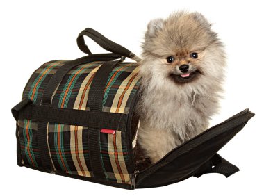 küçük bir köpek. beyaz zemin üzerinde fotoğraf stüdyosu.