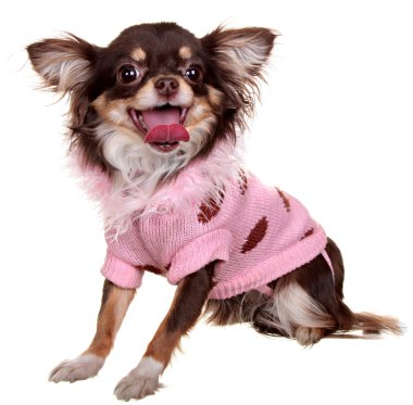 küçük bir köpek. beyaz zemin üzerinde fotoğraf stüdyosu.