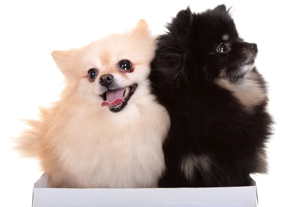 Perro pequeño. Estudio de fotografía sobre fondo blanco . — Foto de Stock