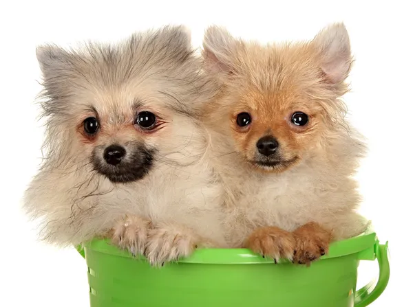 Perro pequeño. Estudio de fotografía sobre fondo blanco . — Foto de Stock