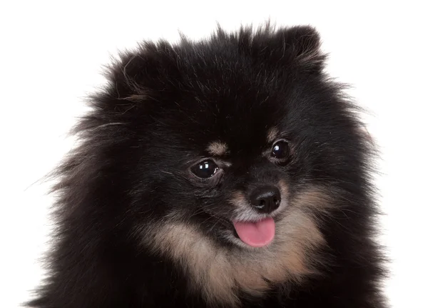 Perro pequeño. Estudio de fotografía sobre fondo blanco . — Foto de Stock