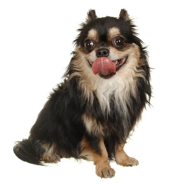 Perro pequeño. Estudio de fotografía sobre fondo blanco . — Foto de Stock