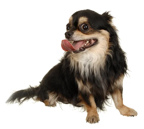 Perro pequeño. Estudio de fotografía sobre fondo blanco . — Foto de Stock