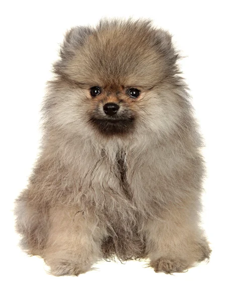 Perro pequeño. Estudio de fotografía sobre fondo blanco . — Foto de Stock