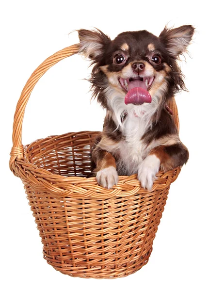 Perro pequeño. Estudio de fotografía sobre fondo blanco . — Foto de Stock