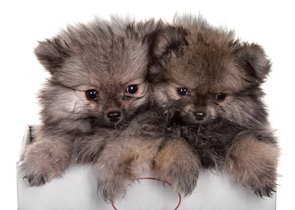 Perro pequeño. Estudio de fotografía sobre fondo blanco . — Foto de Stock