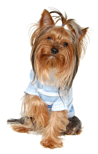 Perro pequeño. Estudio de fotografía sobre fondo blanco . — Foto de Stock