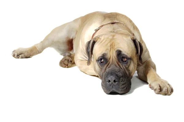 Dog Is Large Breed. Photography Studio On White Background. — Stock Photo, Image