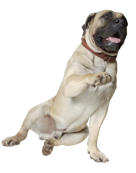 Dog Is Large Breed. Photography Studio On White Background. — Stock Photo, Image