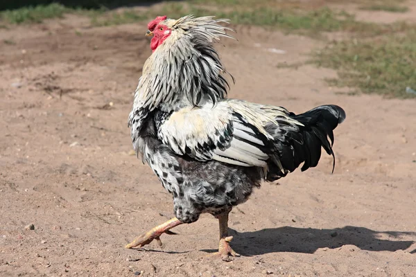 Crowing cock. Colorful Rooster. — Stock Photo, Image