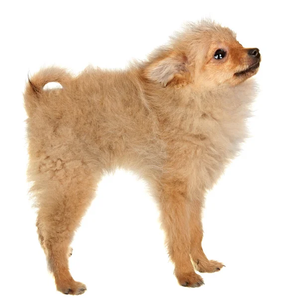 Cão Pequeno. Estúdio de fotografia em um fundo branco . — Fotografia de Stock