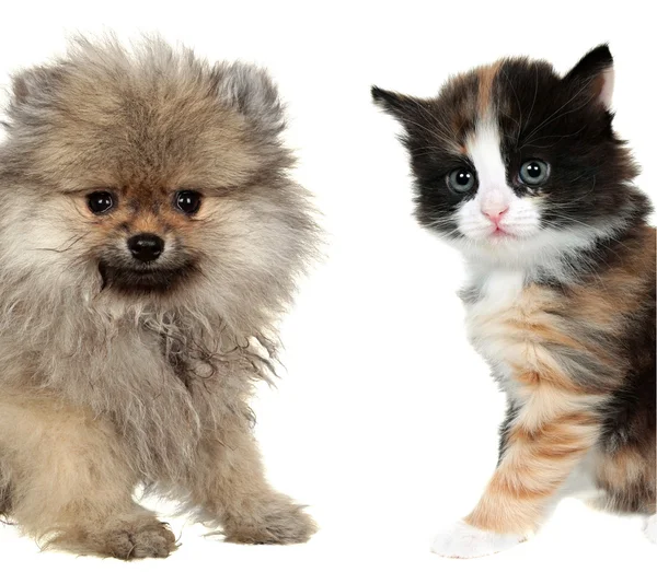 Pequeño lindo cachorro y rojo mestizo gatito aislado en blanco . —  Fotos de Stock