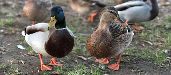 Eenden in de liefde. mallard duck en vrouwelijke — Stockfoto