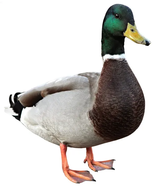 Mallard Duck with clipping path. — Stock Photo, Image