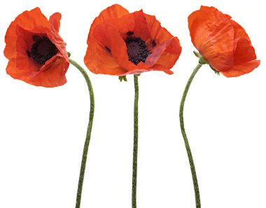 Beyaz arka plan üzerinde izole üç kırmızı gelincik