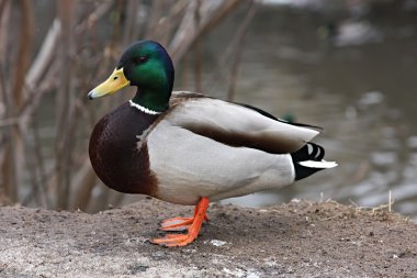 Mallard Duck. Karda duran bir drake'in yakın çekimi .