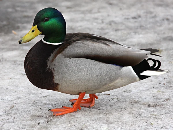 Mallard Duck. Closeup of a drake, standing in the snow . — Stock Photo, Image