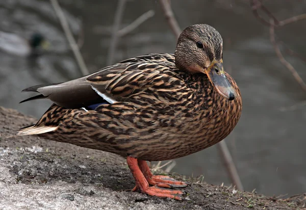 Pato Mallard femenino. Primer plano de Drake, de pie en la nieve  . — Foto de Stock