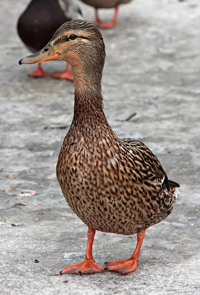 Vrouwelijke mallard — Stockfoto