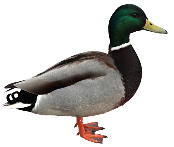 Mallard Duck with clipping path. — Stock Photo, Image