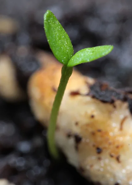 Giovani germogli verdi su terreno organico nero primo piano — Foto Stock