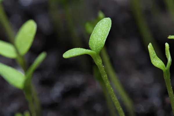 Jonge groene spruiten op zwarte organische bodem close-up — Stockfoto